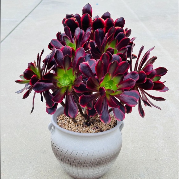 Meet your Posher, Kompa chilo - Picture 1 of 1